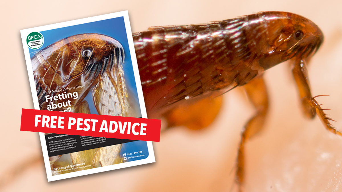 pestaware fleas bpca pestaware fleas bpca